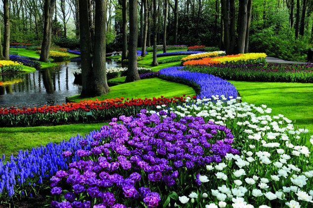 Contemplado ya por seis siglos, Keukenhof (Lisse, Países Bajos) comenzó siendo el huerto en el que Jacoba de Baviera recogía las hierbas y especias que aromatizaban sus platos. Hoy, con más de 32 hectáreas, es considerado el jardín más hermoso de Europa.