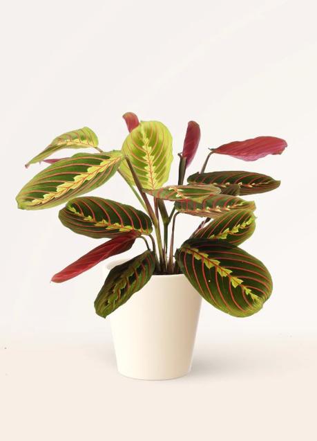 Imagen - La maranta leuconeura es una planta muy colorida que resalta en el recibidor.