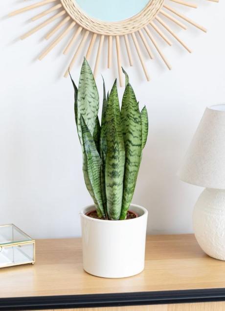 Imagen - La sansevieria es una planta purificadora del aire perfecta para añadir en el recibidor.