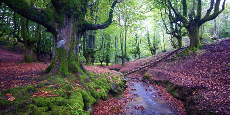 El festival del otoño: siete bosques espectaculares para desconectar de todo