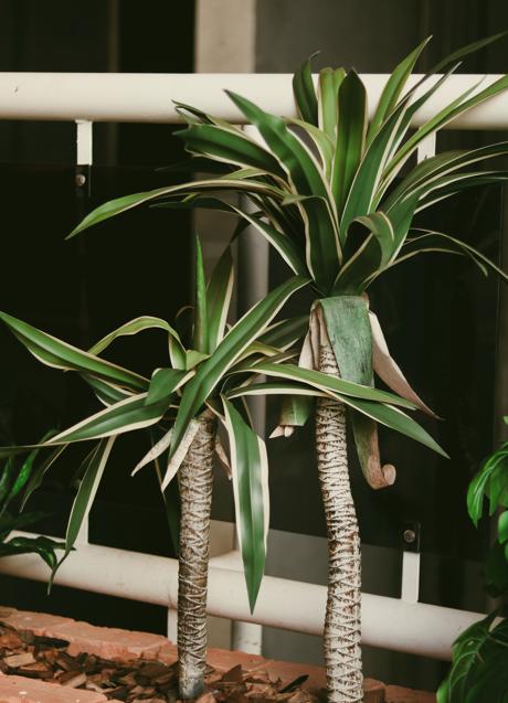 Imagen - El tronco de Brasil aporta colores naturales a tu hogar/PEXELS