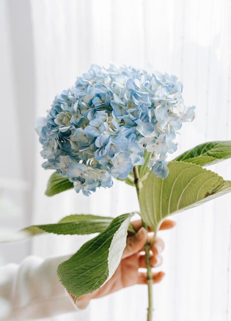 Imagen - Las hortensias son la opción perfecta para las ocasiones más románticas/PEXELS