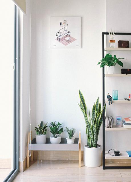 Imagen - Las plantas de interior traen frescura y vitalidad a tu decoración/ PEXELS