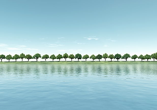 A Long Row of Trees in Summer on a Riverbank