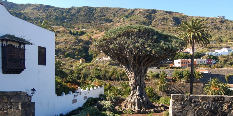 (GERMANY OUT) Teneriffa. Icod de los Vinos, 1000-jaehriger Drachenbaum im Parque del Dragon   (Photo by Meißner/ullstein bild via Getty Images)