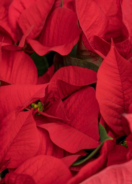 Imagen - Flor de Pascua/PEXELS