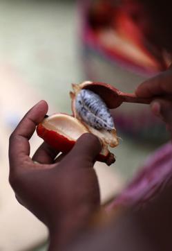 Imagen secundaria 2 - Dior lleva décadas cultivando longoza en Madagascar. Extrae su semilla y la somete a un proceso de fermentación para multiplicar su potencial regenerador.