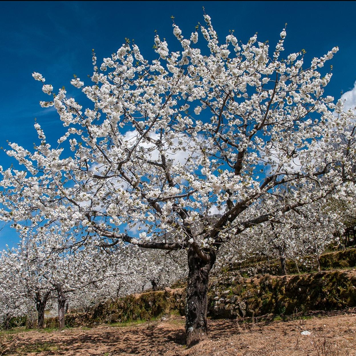 Cerezo en flor en el Valle del Jerte (Cáceres). 