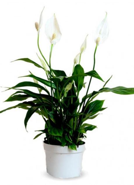 Imagen - Lirio de la paz/Verdecora