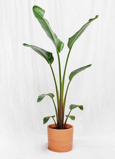 Imagen - Strelitzia/Colvin