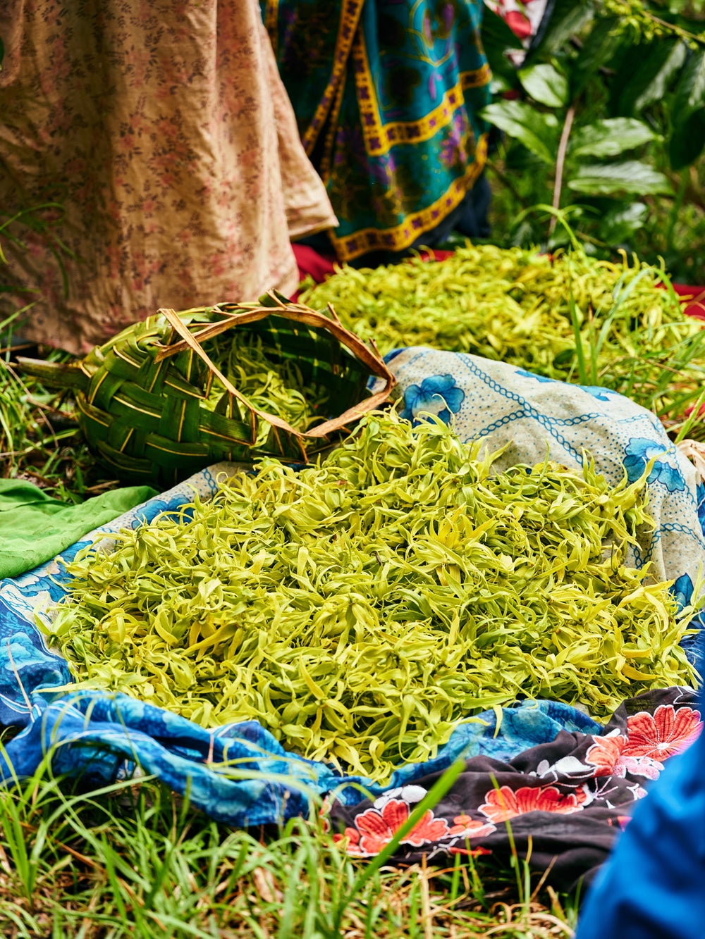 Imagen - El ylang-ylang, uno de los ingredientes principales de Good Girl Blush se recoge de manera sostenible en la isla de Madagascar.