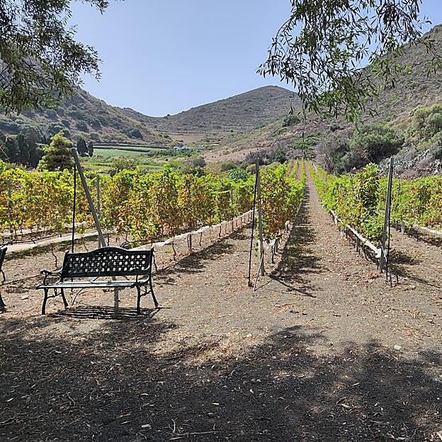 Imagen de los viñedos de Bodegas Mondalón en Gran Canaria.