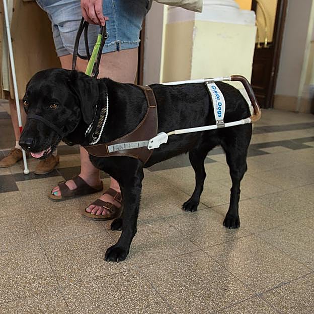 Ingrid, el perro guía de Aria Mia Loberti, en un momento del rodaje de La luz que no puedes ver.