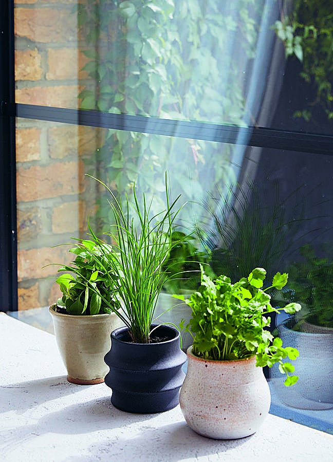 Imagen - Cultivar hierbas aromáticas en el alféizar de tu ventana favorita es posible con Andrew Perry. / CINCO TINTAS