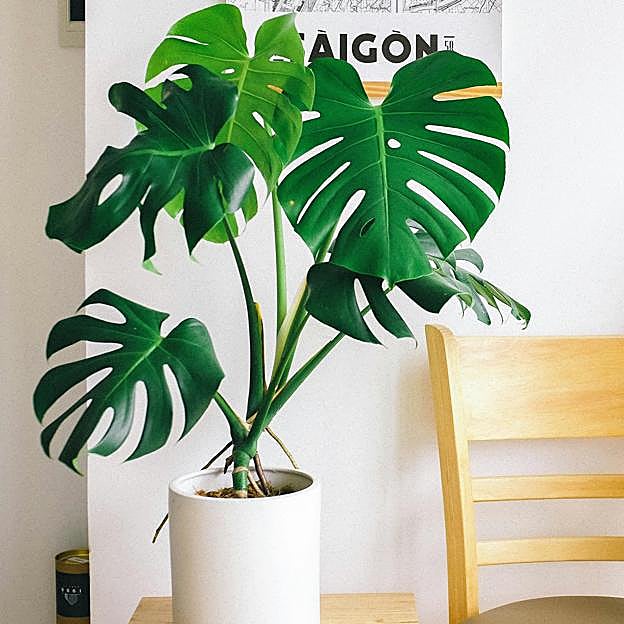 Cómo cuidar la Monstera o Costilla de Adán: la planta de interior favorita de tu abuela que arrasa en TikTok