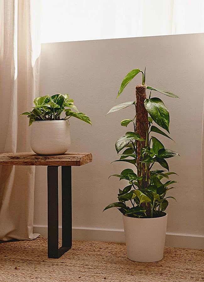 Imagen - Consejos de riego y luz para los potos. Foto: April Plants.