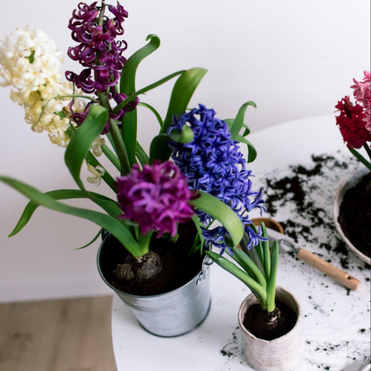 Cómo forzar los bulbos de jacinto para que florezcan en invierno