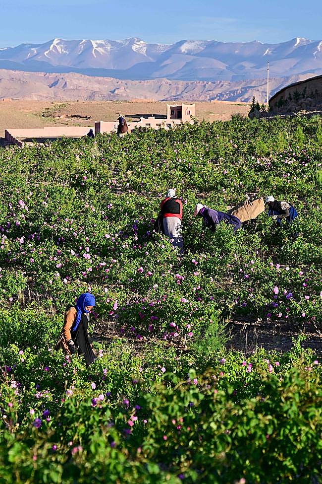 El cultivo de rosa damascena situado en el Valle de las Rosas de M'Gouna y flanqueado por el Atlas.