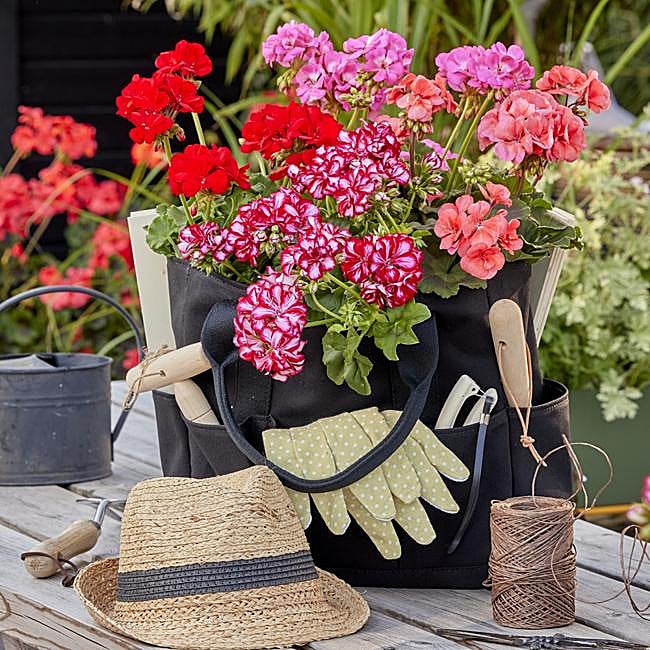 Los cuidados fáciles del pelargonium.