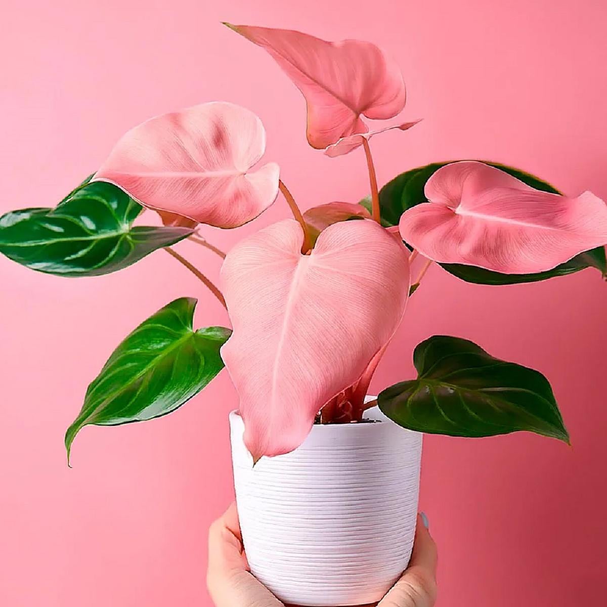 Filodendro Pink Princess.