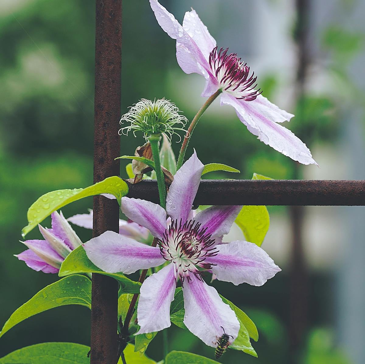 Clematis, la preciosa planta trepadora con flor que es más fácil de cuidar que la buganvilla