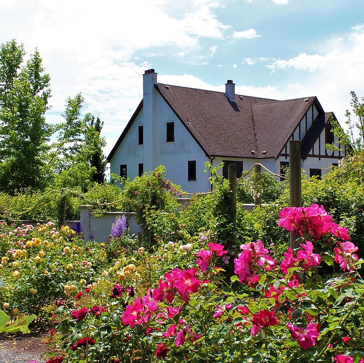 Los trucos caseros de mi madre para terminar con las hormigas del jardín y la terraza