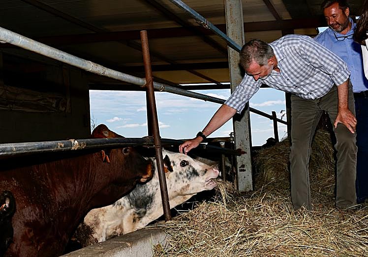 Uno de los momentos simpáticos de la jornada: el rey Felipe 'saludando' a una vaca en una de las ganaderías de Orense afectadas por los incendios.