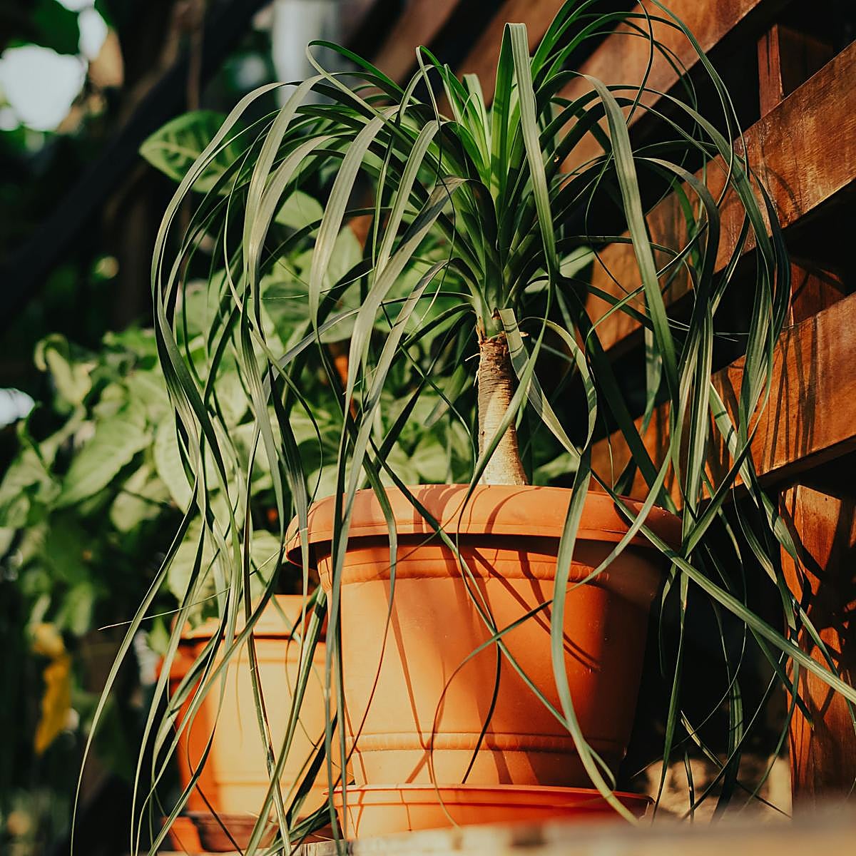Pata de elefante o árbol de la suerte, una planta elegante y muy fácil de cuidar que atrae la abundancia