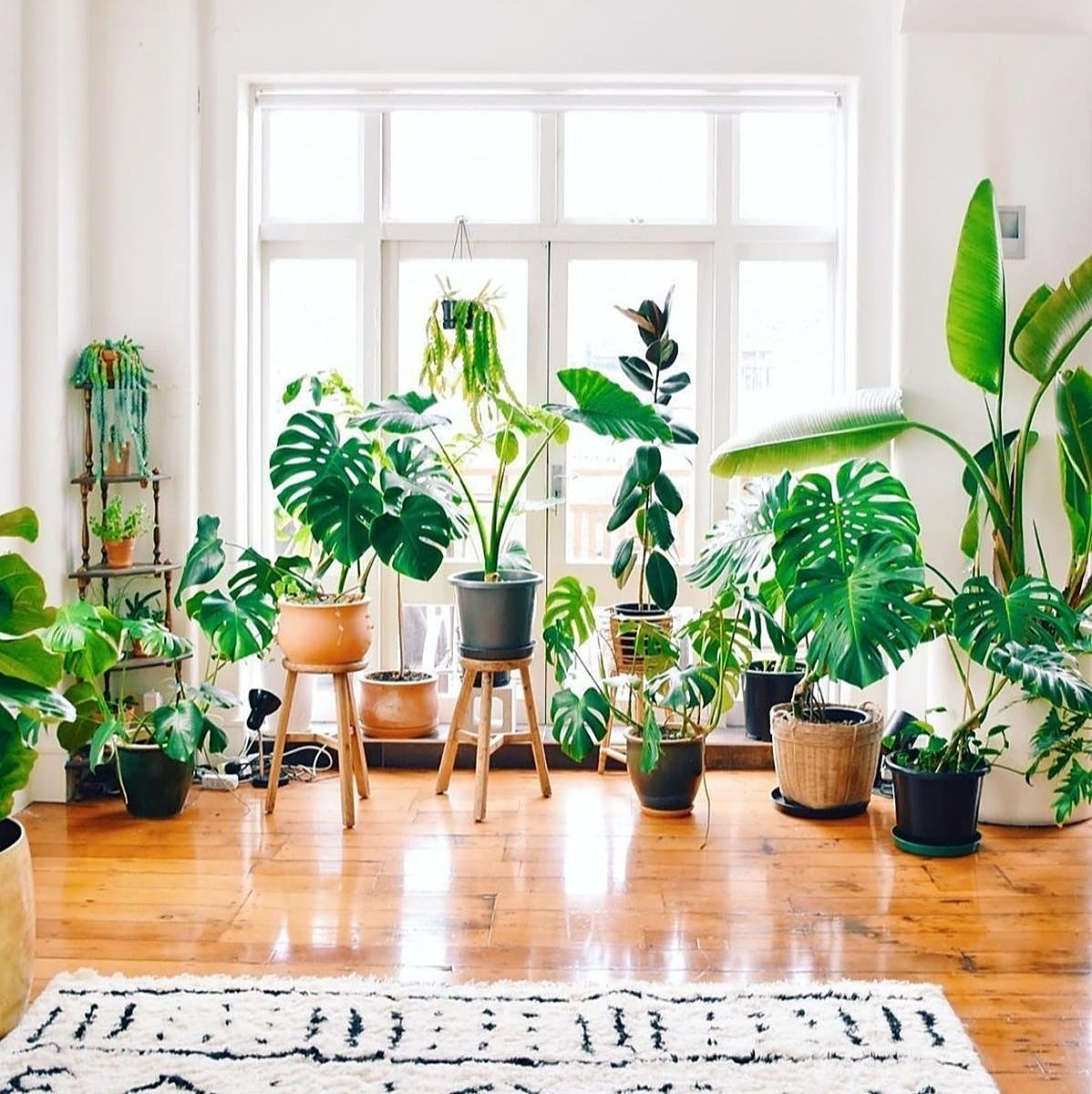 Salón lleno de plantas.