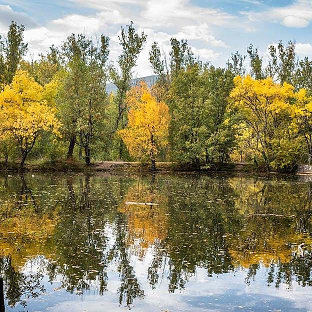Bosque fFinlandés, en Rascafría