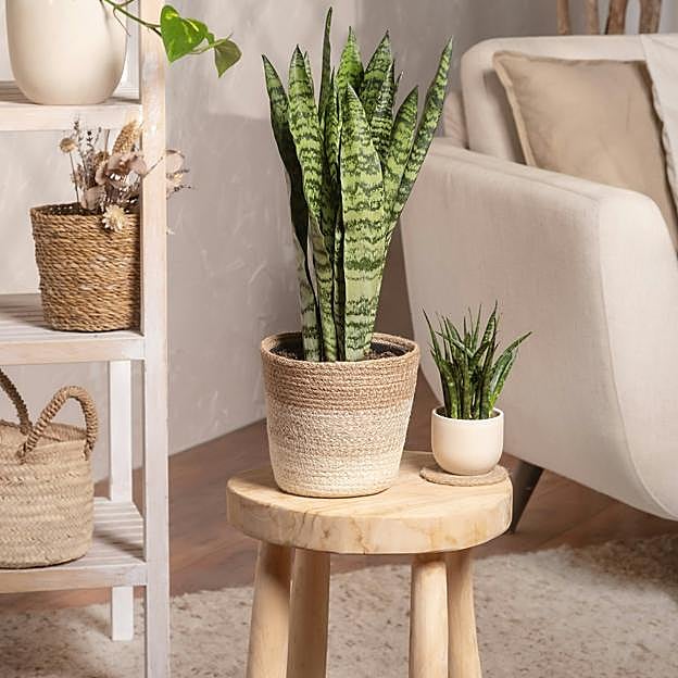 Lengua de suegra o Sansevieria, la planta de interior que purifica el aire, atrae la buena suerte y es muy fácil de cuidar 