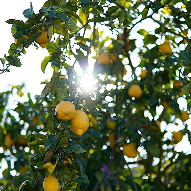 Cuidados fáciles del limonero: trucos para que crezca más rápido en el jardín o en la terraza
