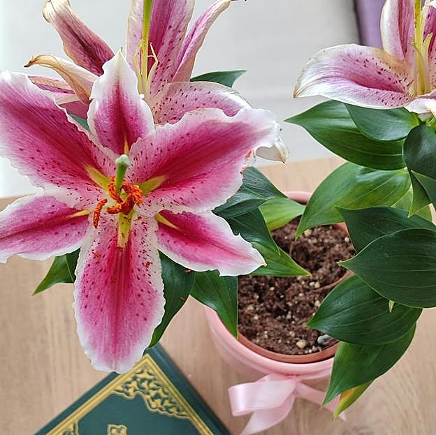 Lirios rosas en maceta.