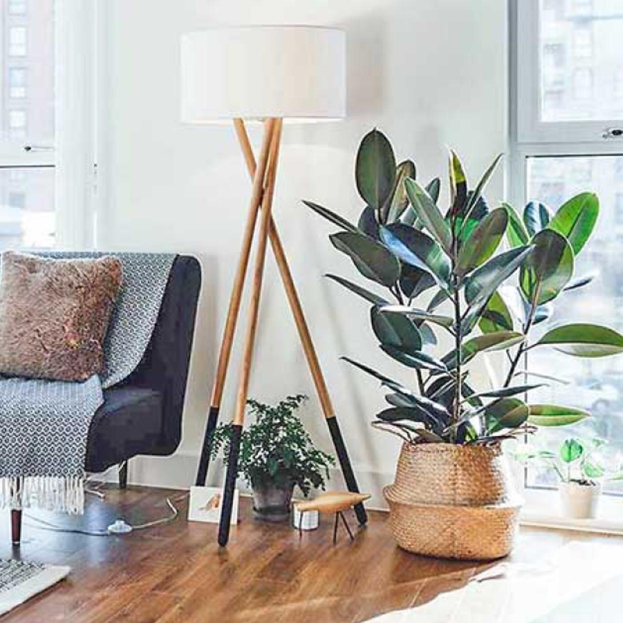 El ficus necesita calor y mucha luz.