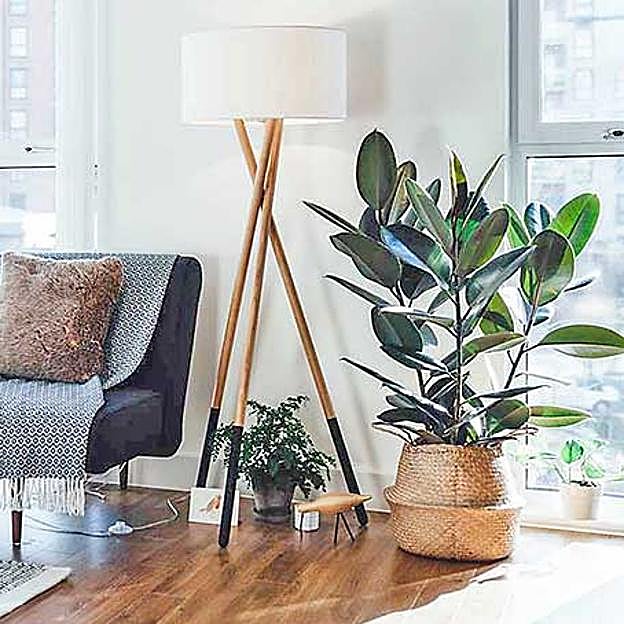 Ficus, la planta fácil de cuidar que refresca tu casa en verano y mejora la calidad del aire