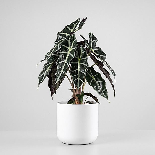 La alocasia amazonica polly es una de las variedades más populares.