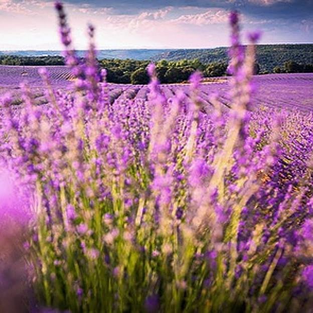 Este pueblo de la Comunidad de Madrid tiene el campo de lavandas a menos de una hora de la capital que nadie conoce
