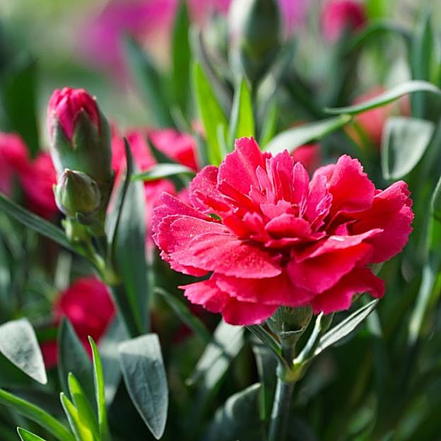Cómo cuidar los claveles y qué significan los colores de la flor más bonita y castiza de Madrid