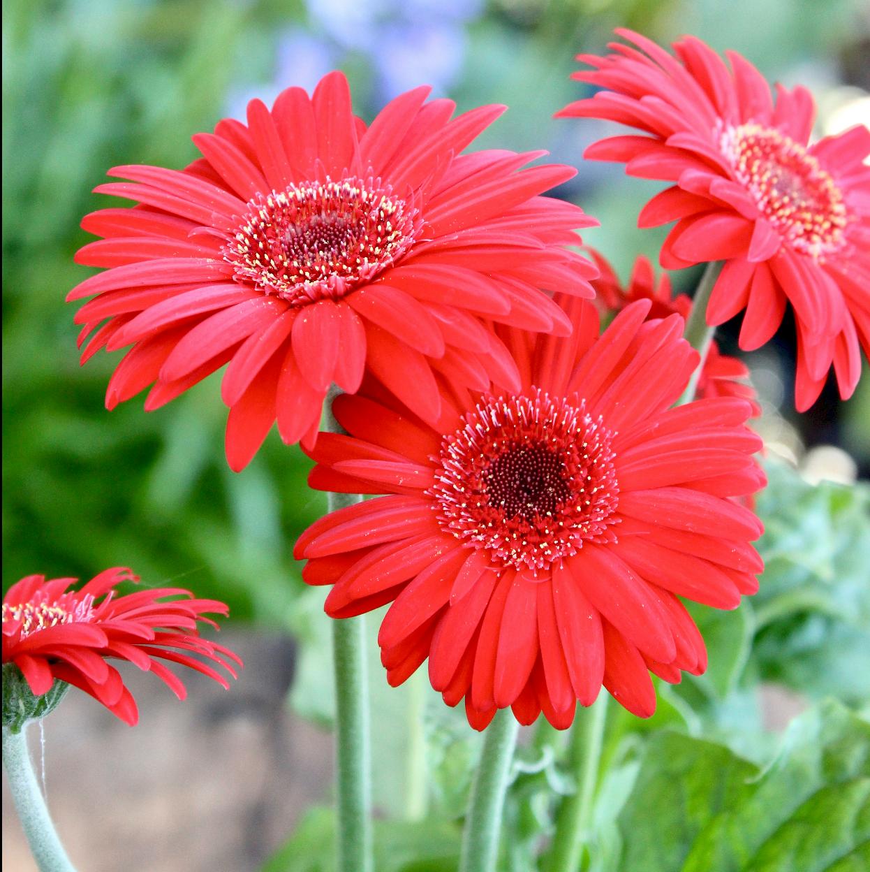 Cómo cuidar la Gerbera, la margarita africana que llenará tu jardín de flores este verano