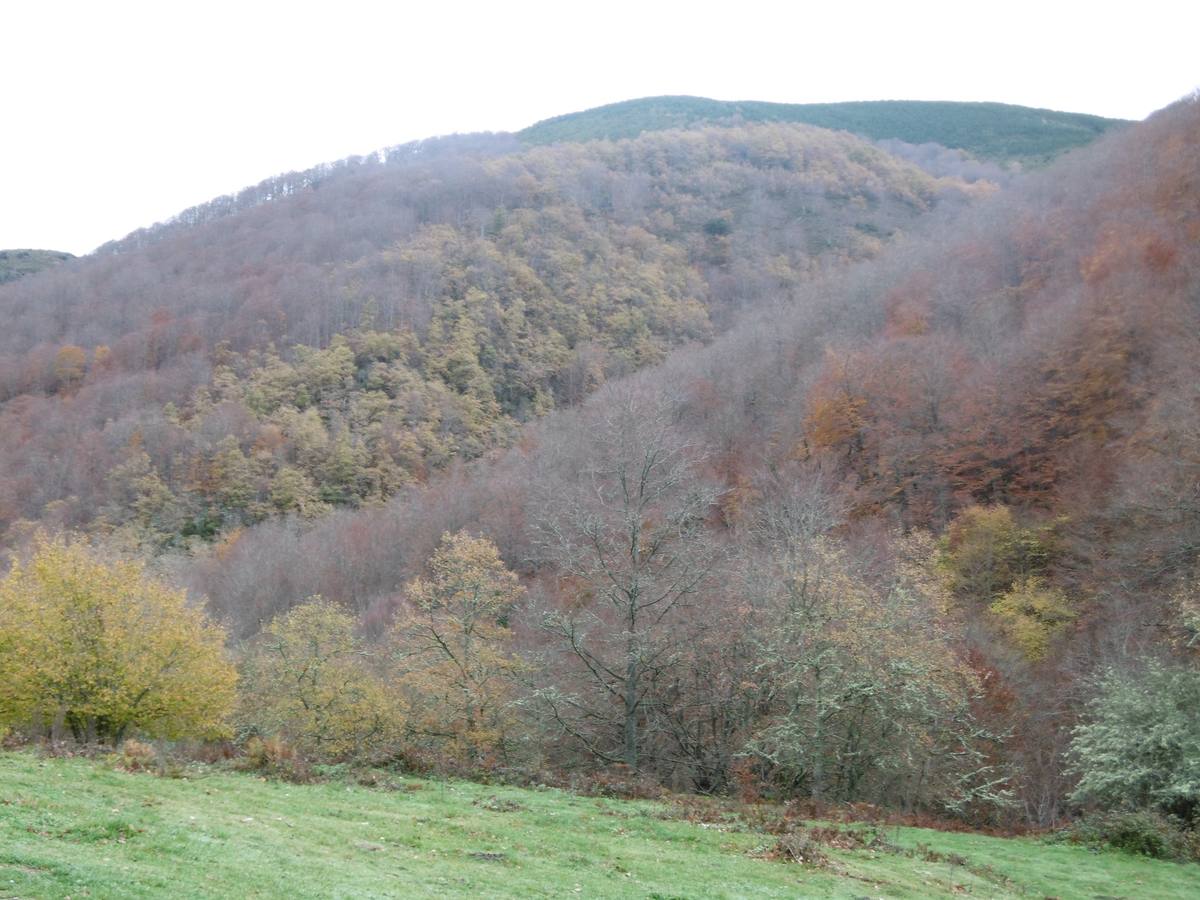 El hayedo llega hasta las alturas.. 