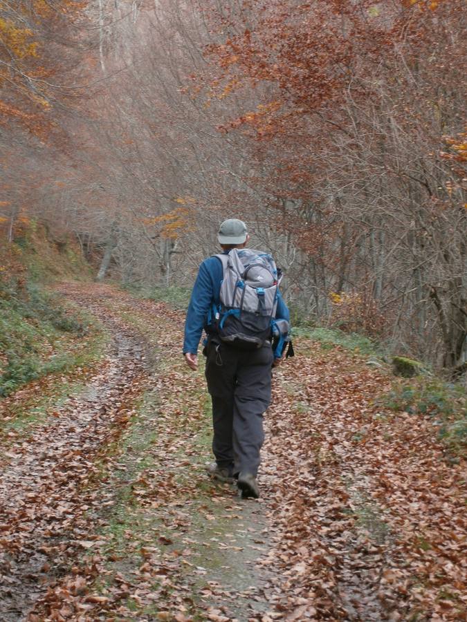 Entre hayas y hojarasca.. 