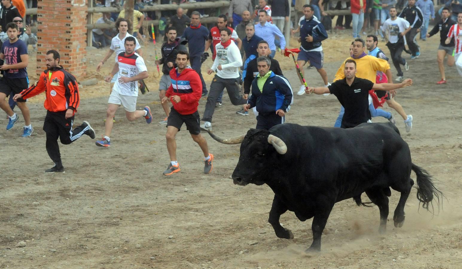 Tordesillas celebra su primera fiesta sin Toro de la Vega