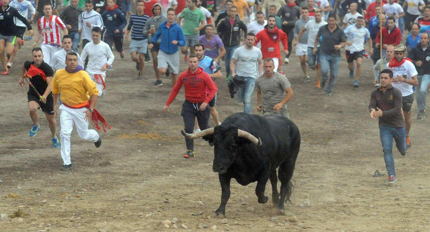 Tordesillas celebra su primera fiesta sin Toro de la Vega