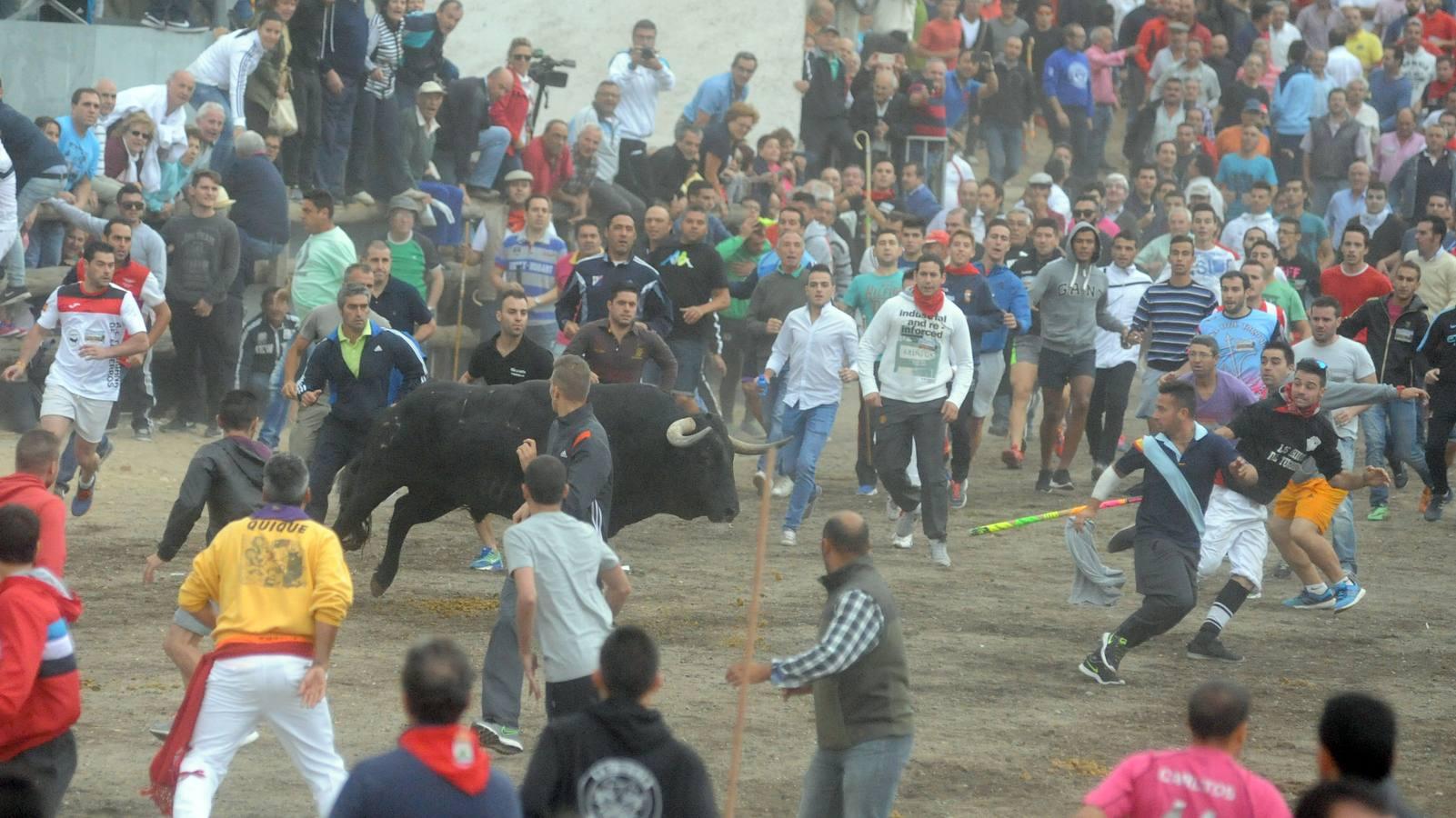 Tordesillas celebra su primera fiesta sin Toro de la Vega