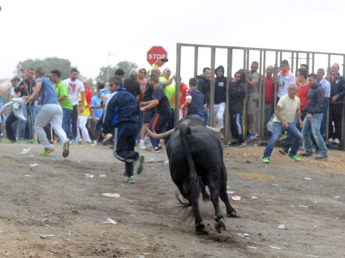 Tordesillas celebra su primera fiesta sin Toro de la Vega