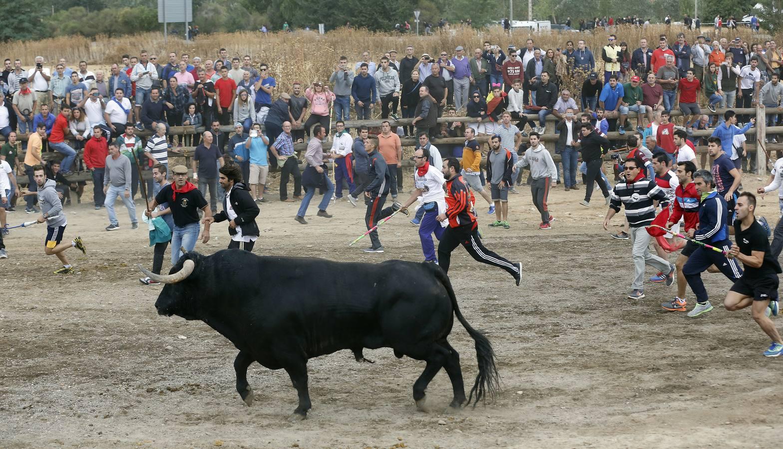 Tordesillas celebra su primera fiesta sin Toro de la Vega