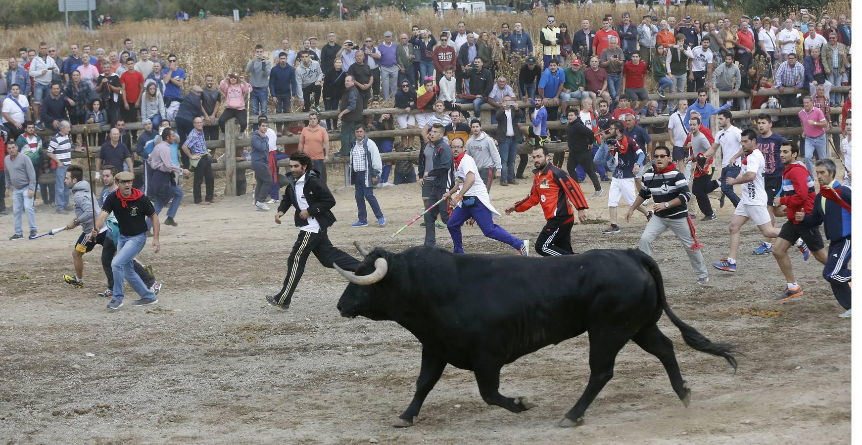 Tordesillas celebra su primera fiesta sin Toro de la Vega