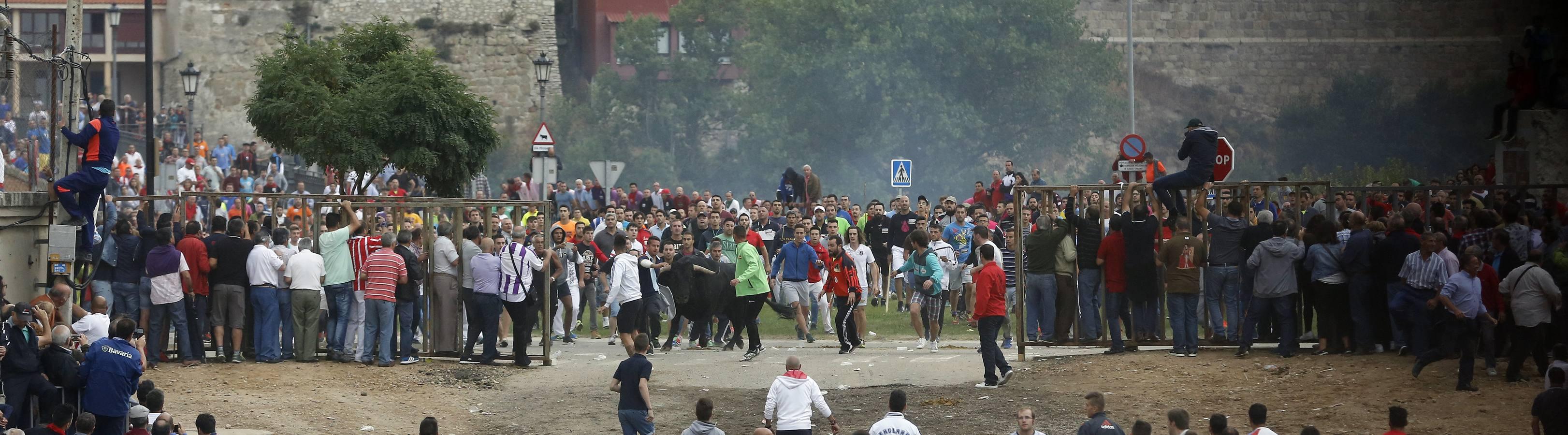 Tordesillas celebra su primera fiesta sin Toro de la Vega