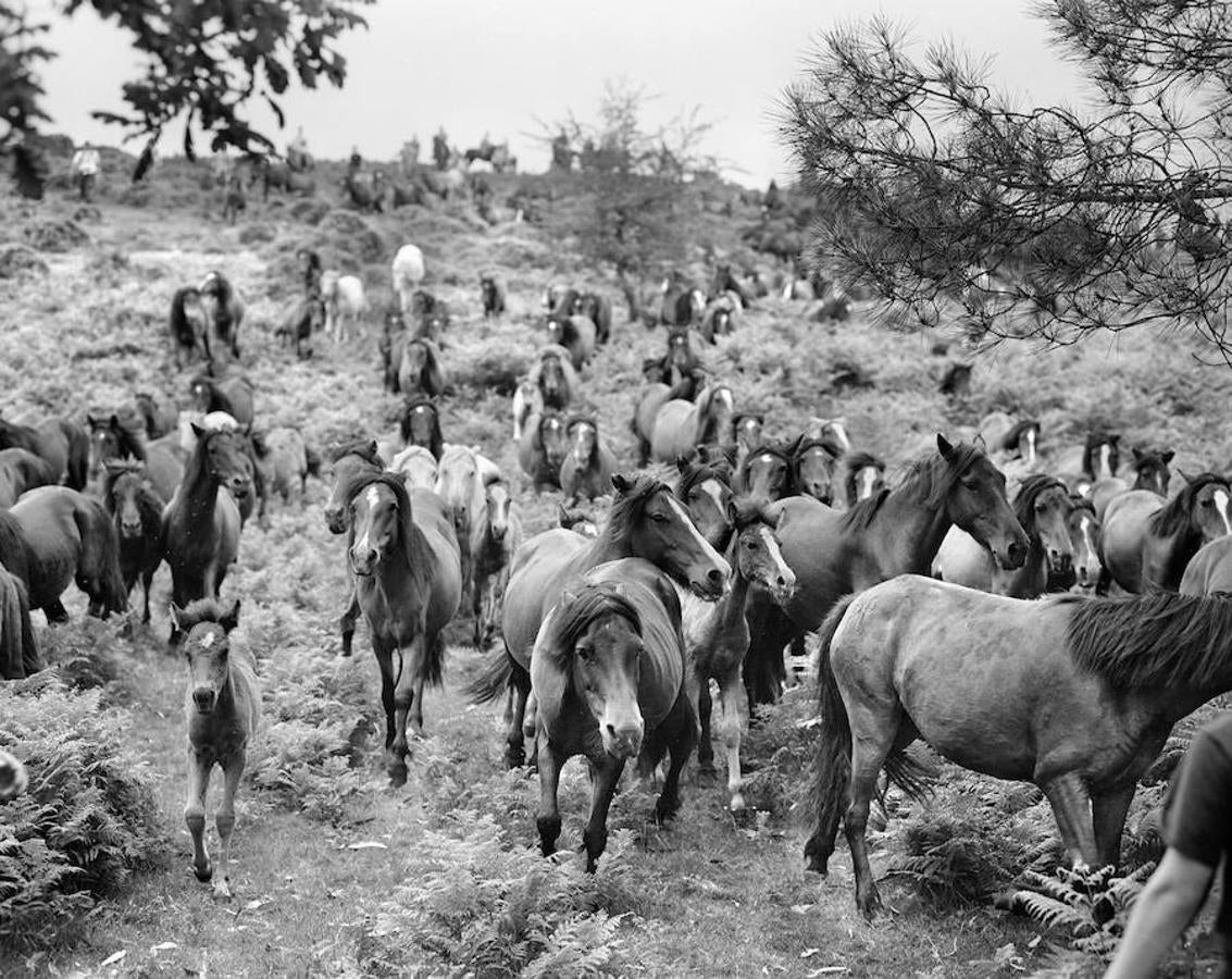 Las bestias son conducidas lentamente por los vecinos de Sabucedo y los forasteros hacia el pueblo. Hay que estar muy atento porque el instinto de los animales les incita a escapar en cualquier momento.