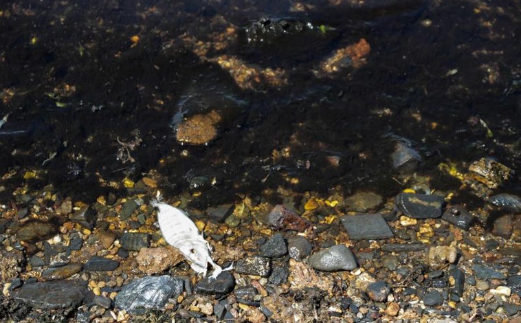 Imagen principal - Contaminación del Mar Menor en La Manga (Murcia).